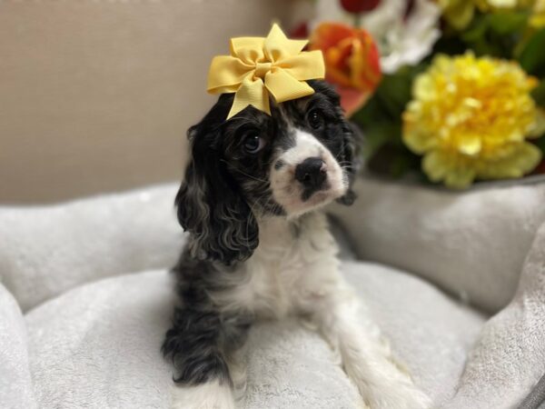 Cocker Spaniel DOG Female blu, rn & wht 6349 Petland San Antonio, TX