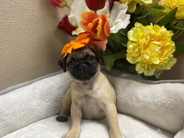 Pug-DOG-Female-fn, blk msk-6350-Petland San Antonio, TX