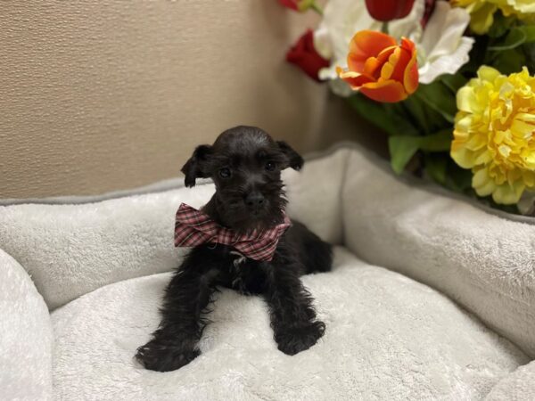 Min Schnauzer DOG Male bk/pp 6351 Petland San Antonio, TX