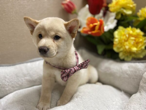 Shiba Inu DOG Male crm 6352 Petland San Antonio, TX