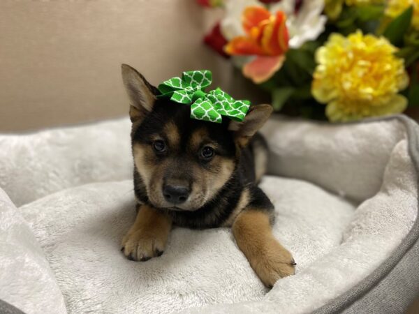 Shiba Inu-DOG-Female-blk, tn wh mkgs-6353-Petland San Antonio, TX