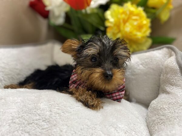 Yorkshire Terrier DOG Male blk & tn 6354 Petland San Antonio, TX