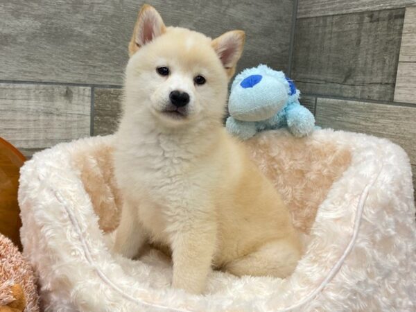 Shiba Inu DOG Male Cream 9243 Petland San Antonio, TX