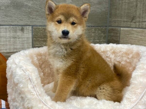 Shiba Inu DOG Male Red 9244 Petland San Antonio, TX