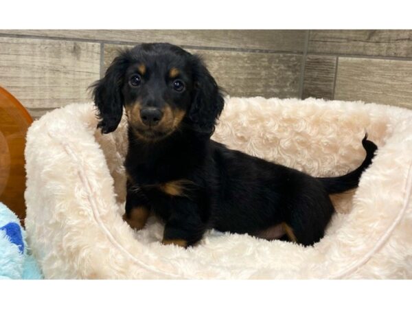 Dachshund-DOG-Male-Black & Tan-9245-Petland San Antonio, TX