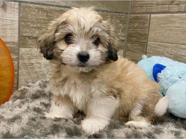 Havachon DOG Male Brown & White 9247 Petland San Antonio, TX