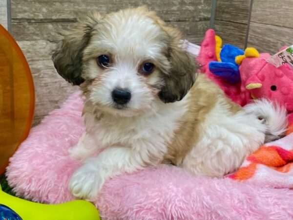 Havachon DOG Female Brown & White 9248 Petland San Antonio, TX