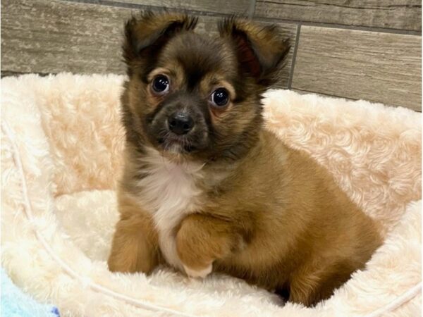 Chihuahua-DOG-Male-Sable & White-9253-Petland San Antonio, TX