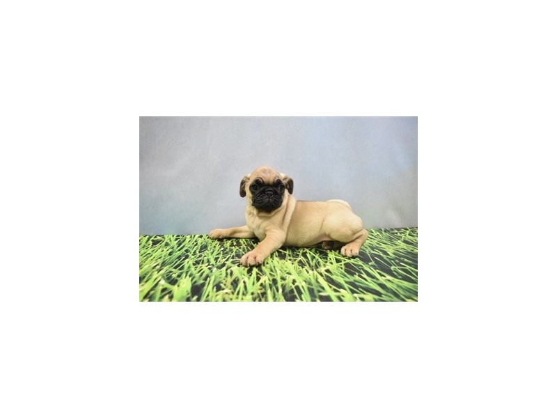 PugDOGMaleFawn3669965Petland San Antonio, TX