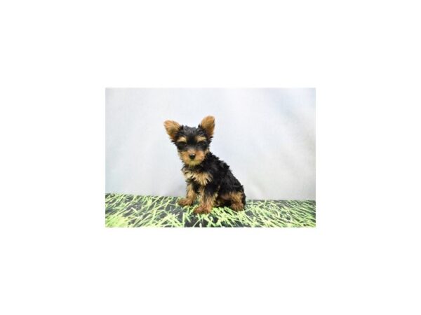 Yorkshire Terrier DOG Male Black and Tan 6357 Petland San Antonio, TX