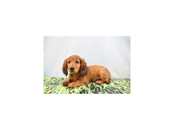 Dachshund DOG Male Red 6355 Petland San Antonio, TX