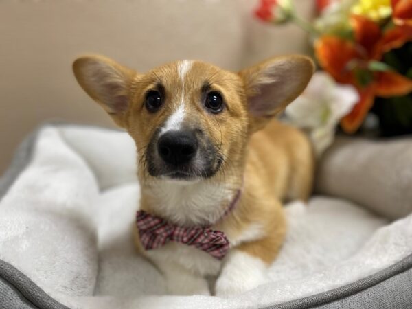 Pembroke Welsh Corgi DOG Male Sable 6289 Petland San Antonio, TX