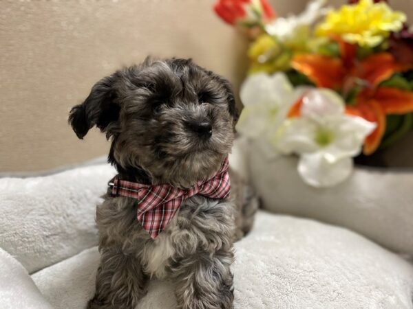 Mini Aussie Poo-DOG-Male-bl mrl-6369-Petland San Antonio, TX