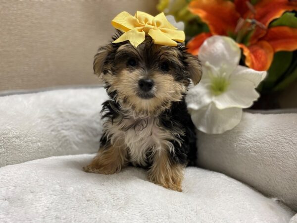 Morkie DOG Female blk tn 6368 Petland San Antonio, TX