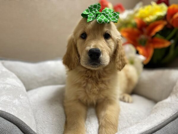 Golden Retriever DOG Female gldn 6367 Petland San Antonio, TX