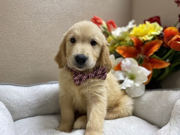 Golden Retriever DOG Male gldn 6366 Petland San Antonio, TX