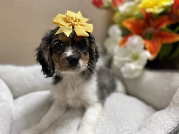 Cockalier DOG Female bl mrl, wh & tn mkgs 6365 Petland San Antonio, TX