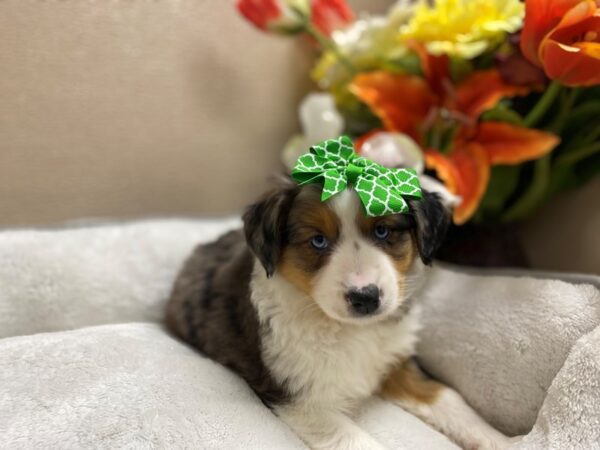 Australian Shepherd-DOG-Female-bl mrl, wh & tn mkgs-6364-Petland San Antonio, TX