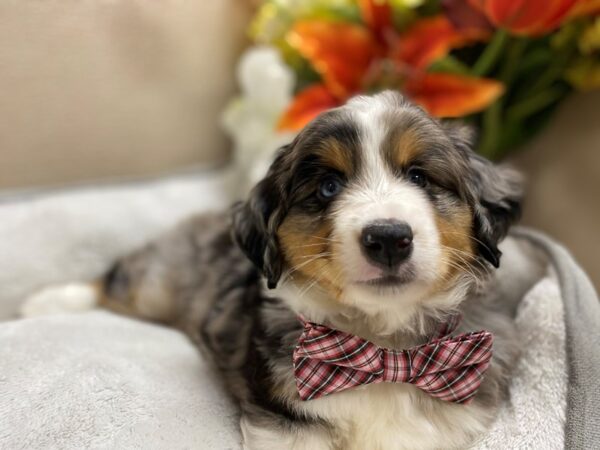 Australian Shepherd DOG Male bl mrl, wh & tn mkgs 6363 Petland San Antonio, TX