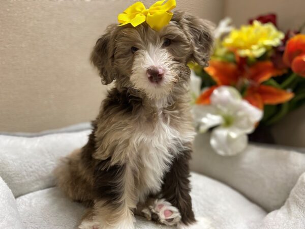 Mini Sheepadoodle DOG Female chlt mrl & tn, wh mkgs 6362 Petland San Antonio, TX