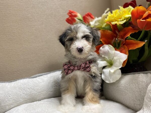 Mini Sheepadoodle DOG Male bl mrl & tn, wh mkgs 6361 Petland San Antonio, TX