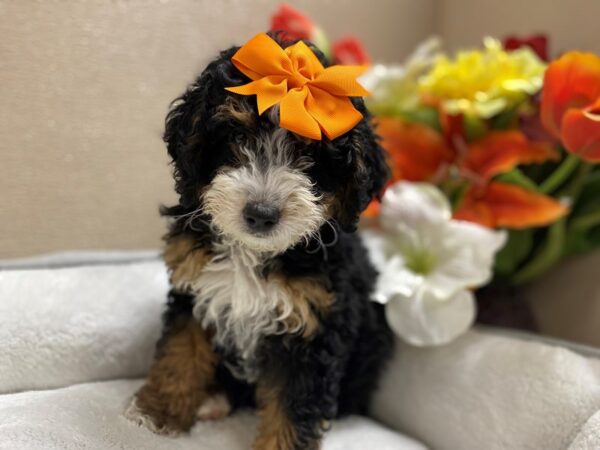 Mini Bernadoodle-DOG-Female-blk & tn wh mkgs-6360-Petland San Antonio, TX