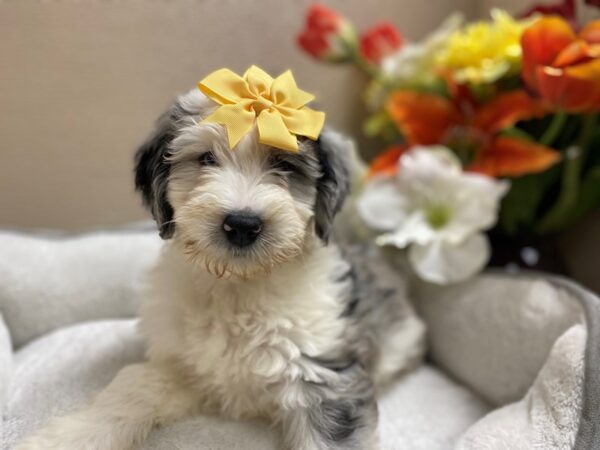 Miniature Aussiedoodle DOG Female bl mrl wh mkgs 6359 Petland San Antonio, TX