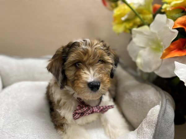 Aussiedoodle Mini-DOG-Male-rd mrl,tn & wh mkgs-6358-Petland San Antonio, TX