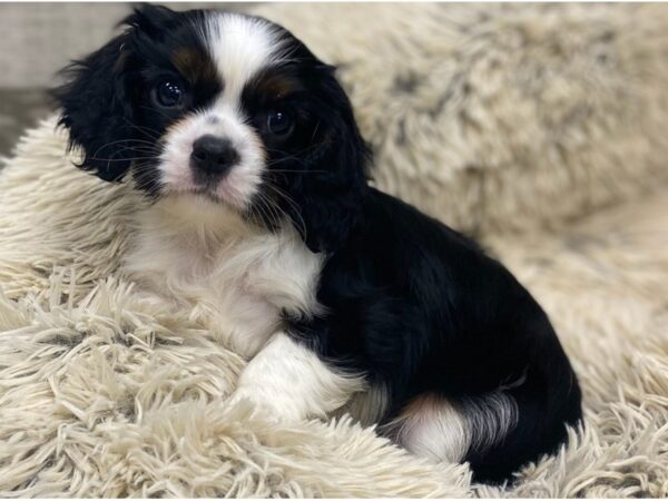 Cavalier King Charles Spaniel DOG Female Black White & Tan 9255 Petland San Antonio, TX