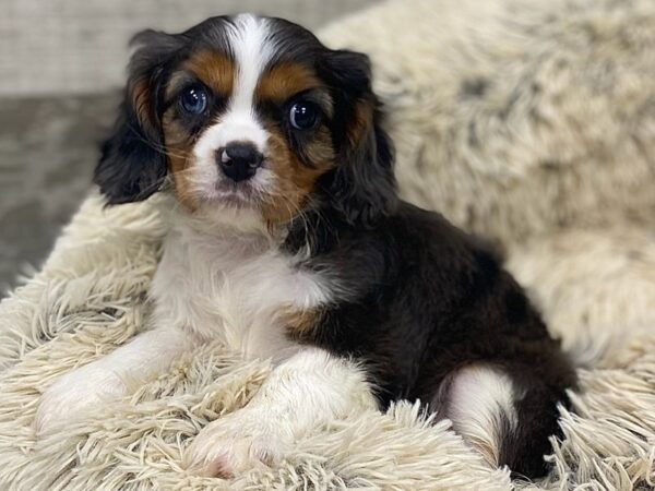Cavalier King Charles Spaniel-DOG-Male-Blue Merle-9256-Petland San Antonio, TX