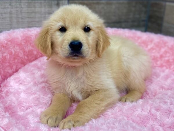 Golden Retriever-DOG-Female-Golden-9257-Petland San Antonio, TX