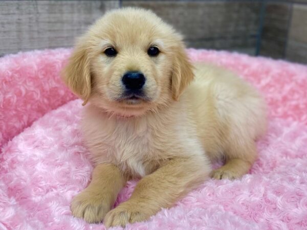 Golden Retriever DOG Female Golden 9257 Petland San Antonio, TX