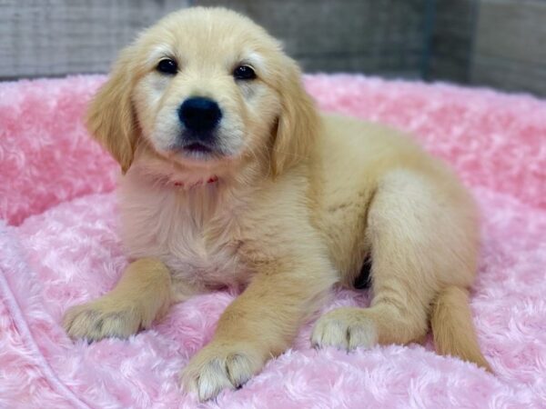 Golden Retriever DOG Female Golden 9258 Petland San Antonio, TX