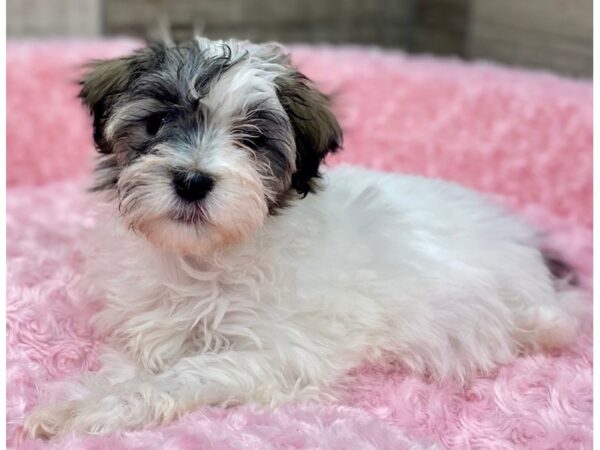 Havanese-DOG-Female-White & Brown-9260-Petland San Antonio, TX