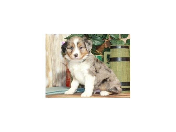 Australian Shepherd-DOG-Male-Blue Merle-9263-Petland San Antonio, TX