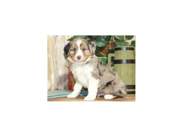 Australian Shepherd DOG Male Blue Merle 9263 Petland San Antonio, TX