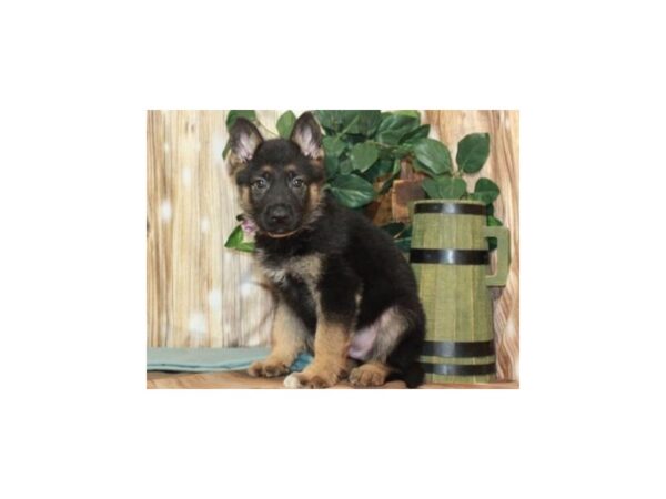 German Shepherd-DOG-Male-Black & Tan-9265-Petland San Antonio, TX