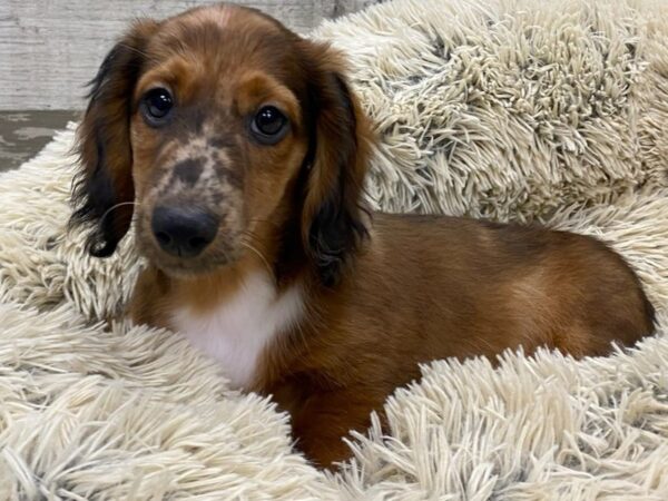 Dachshund DOG Male Red Sable Dapple 9206 Petland San Antonio, TX