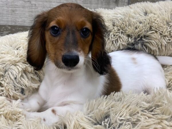 Dachshund DOG Male Red Sable Piebald 9207 Petland San Antonio, TX