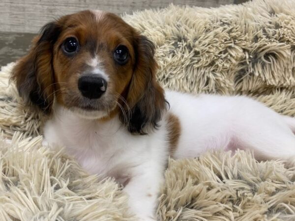 Dachshund DOG Chocolate & Tan Dapple Piebald 9205 Petland San Antonio, TX