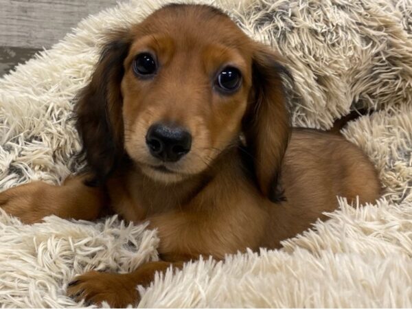 Dachshund DOG Female Wild Boar 9246 Petland San Antonio, TX