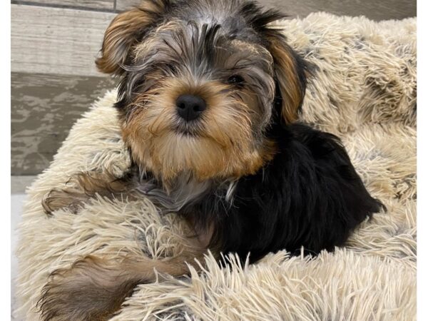 Yorkshire Terrier DOG Male Black & Tan 9209 Petland San Antonio, TX