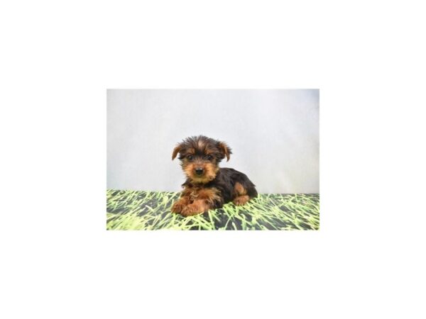 Yorkshire Terrier DOG Male Chocolate and Tan 6373 Petland San Antonio, TX