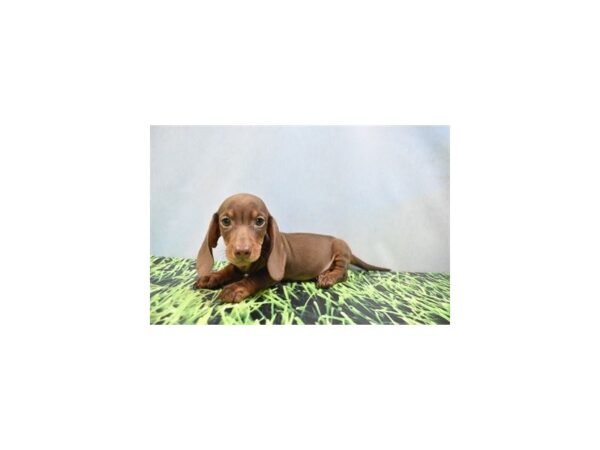 Dachshund DOG Male Chocolate and Tan 6370 Petland San Antonio, TX