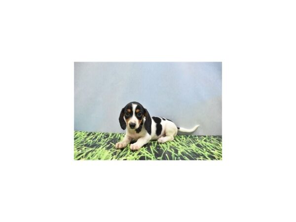 Dachshund DOG Female Black and Tan 6371 Petland San Antonio, TX