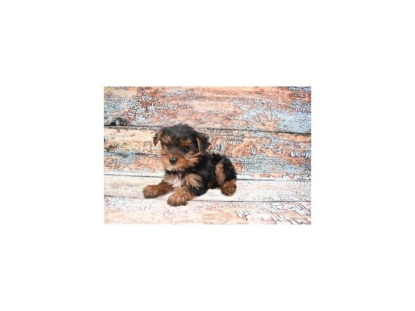 Yorkshire Terrier DOG Male Black and Tan 6372 Petland San Antonio, TX