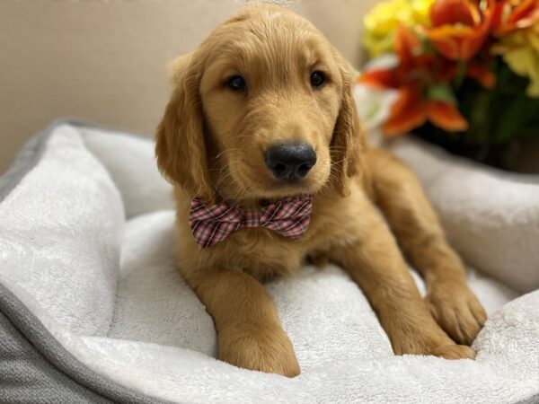 Golden Retriever DOG Male gldn 6383 Petland San Antonio, TX