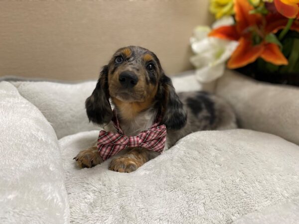 Dachshund DOG Male bl mrl 6382 Petland San Antonio, TX