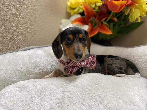 Dachshund-DOG-Male-bl mrl-6381-Petland San Antonio, TX