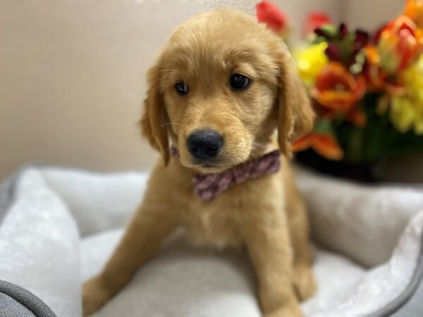 Golden Retriever DOG Male gldn 6380 Petland San Antonio, TX